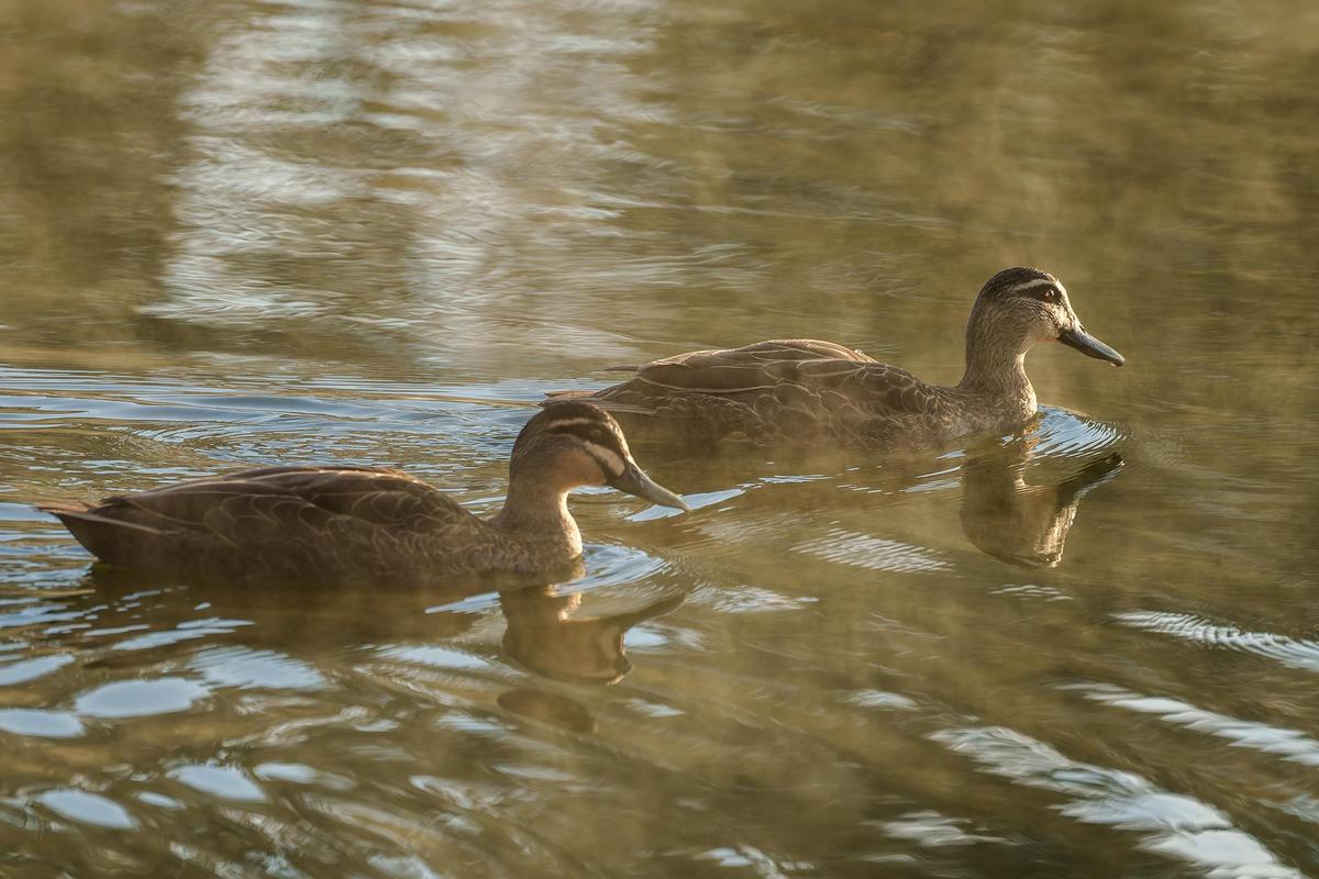 _7RV7694_Pacific_Black_Ducks.jpg