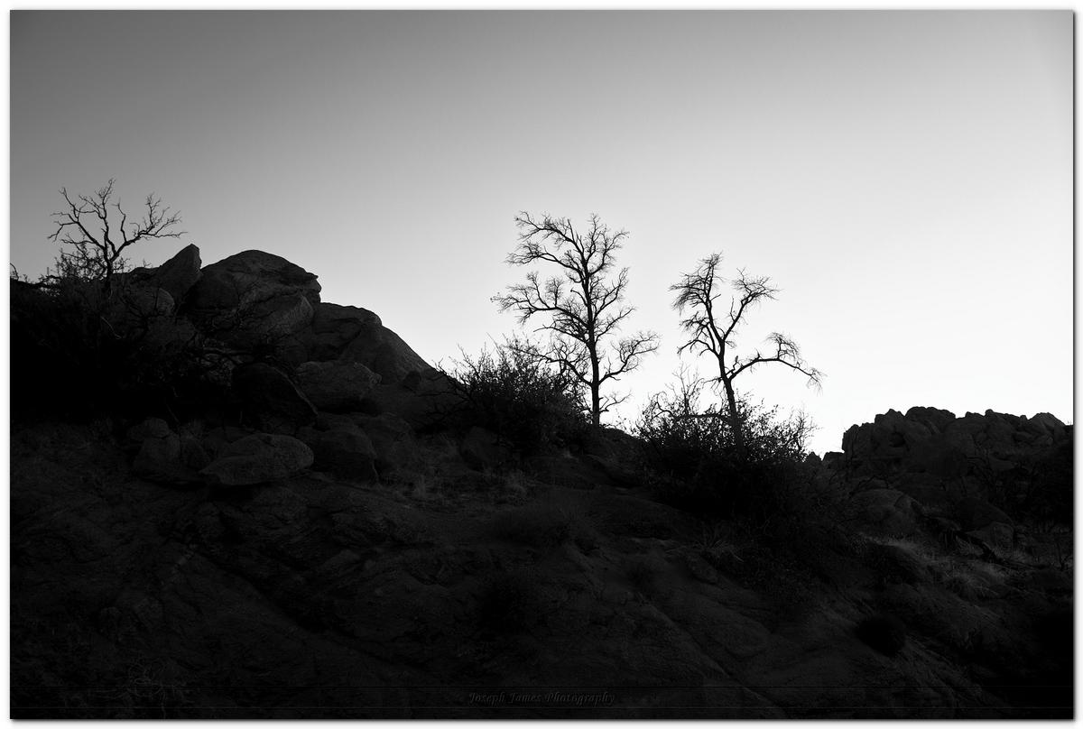 Skyline Trees.jpg