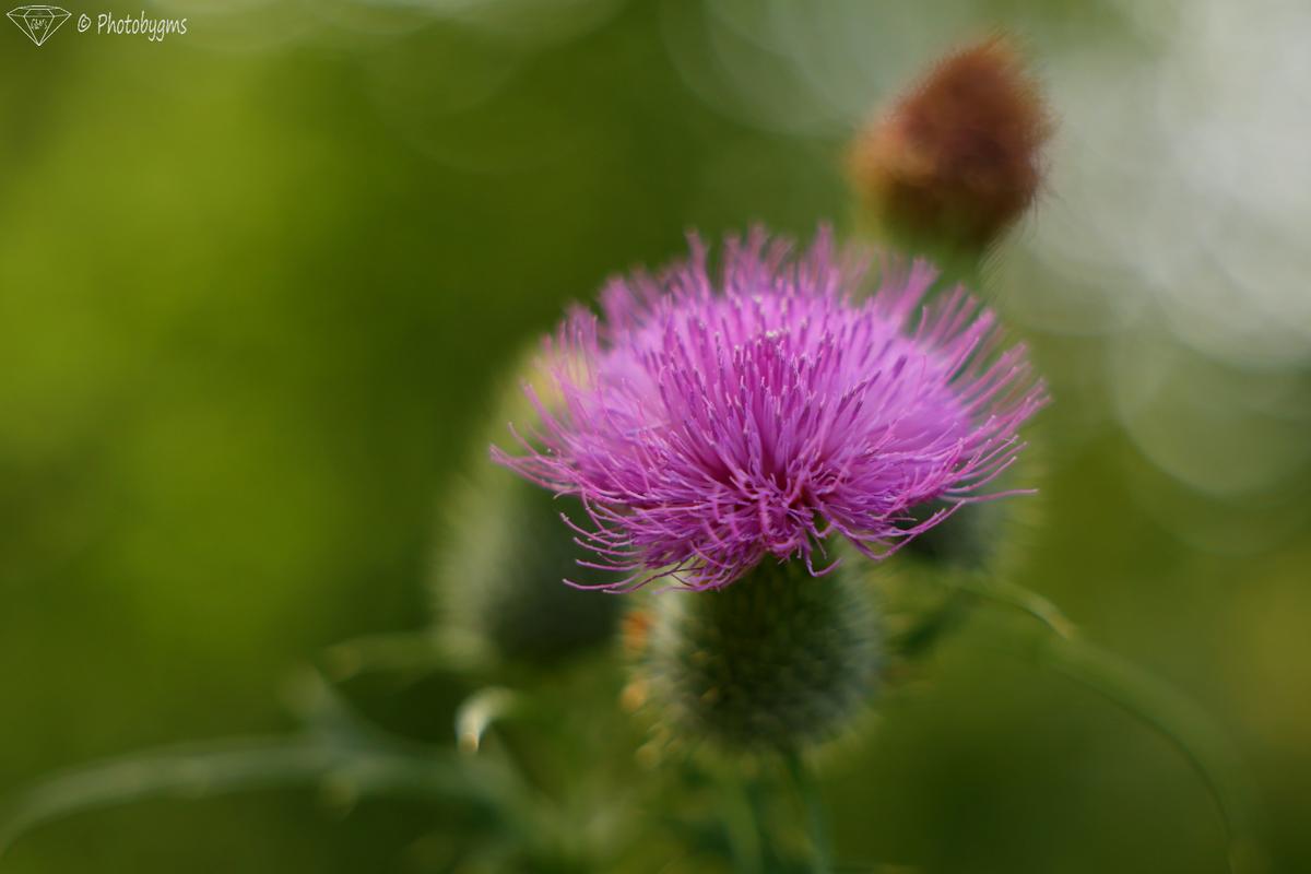 62B_8772.jpg