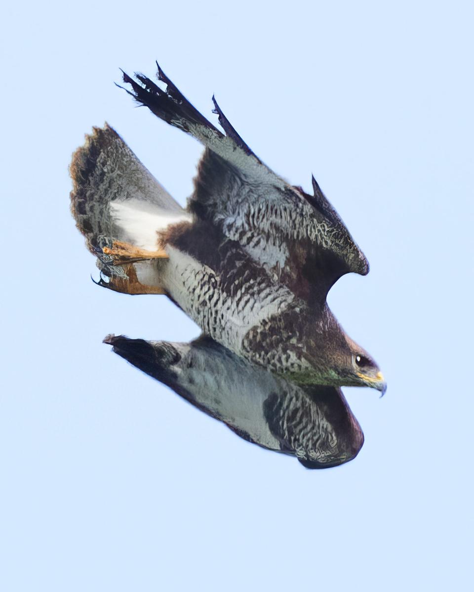 DSC_3782.jpg