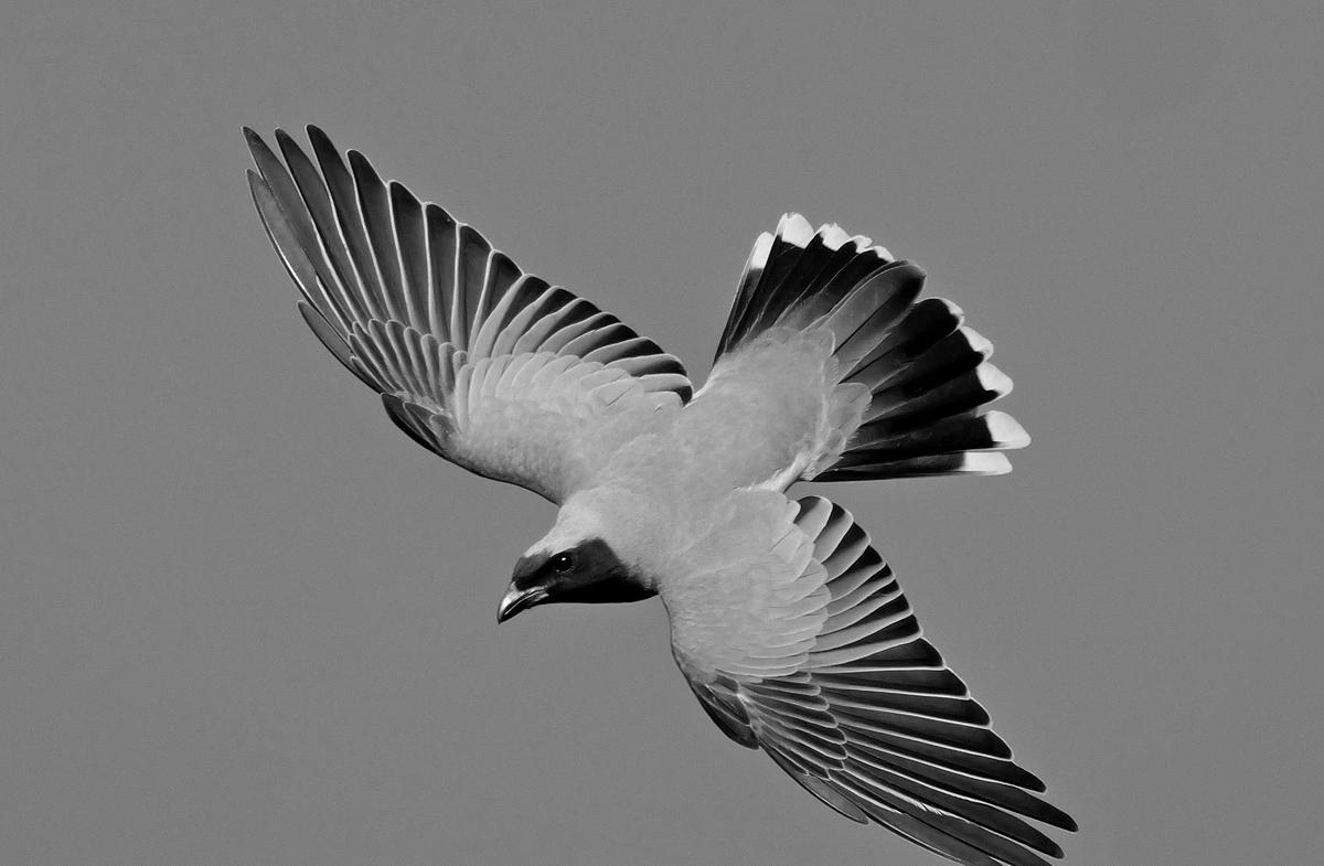 P1156252b.JPG
