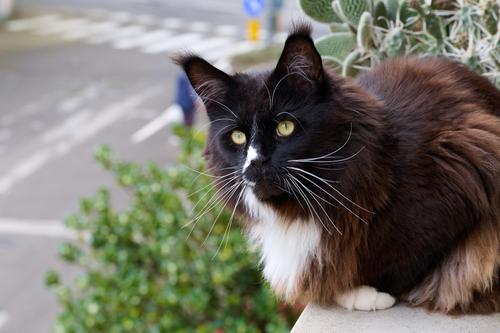 Micio