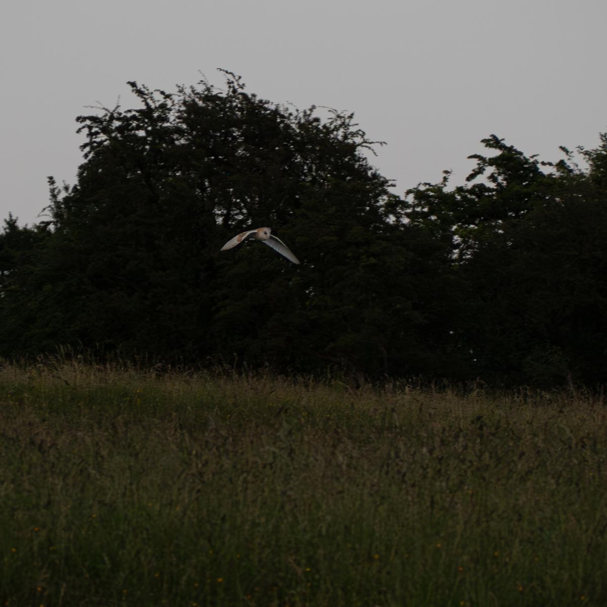 P6246795.jpg