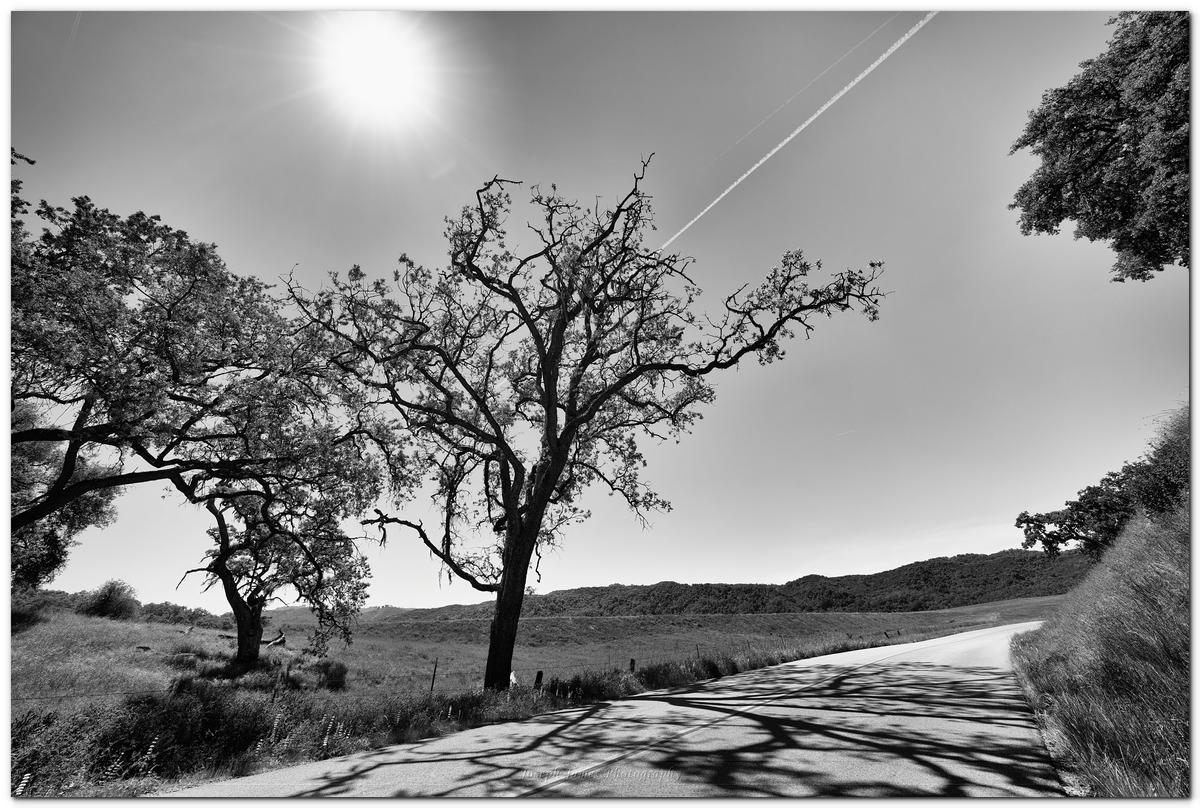 Backlit tree with shadow across the road.jpg
