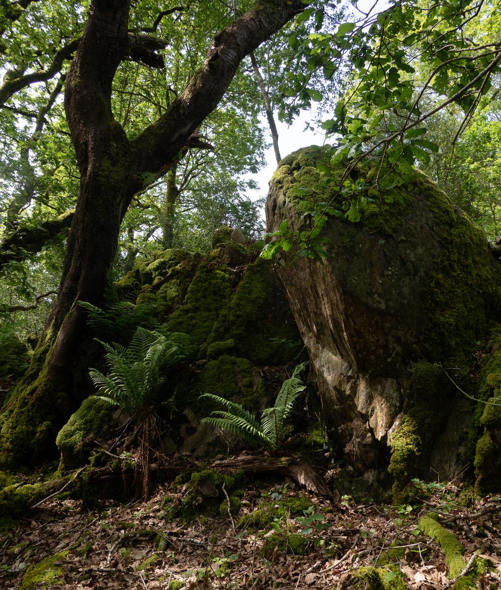 P5226524.jpg