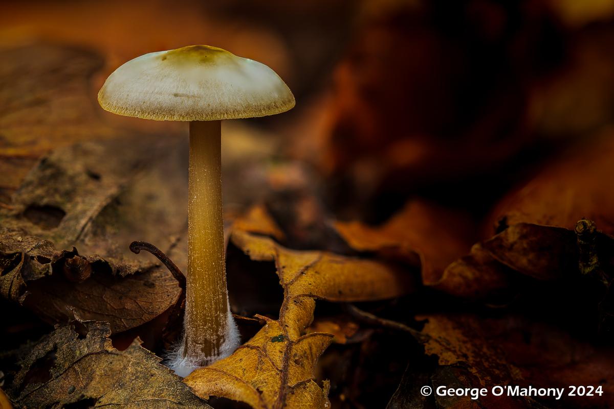 Fungi 2024 (1).jpg
