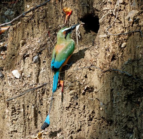 Motmot2.jpg