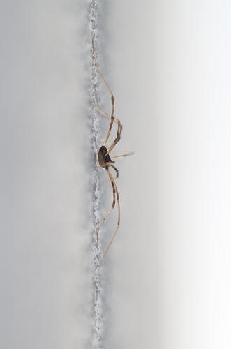 IMGP5919spiderfromsideTHEPHOTO.jpg
