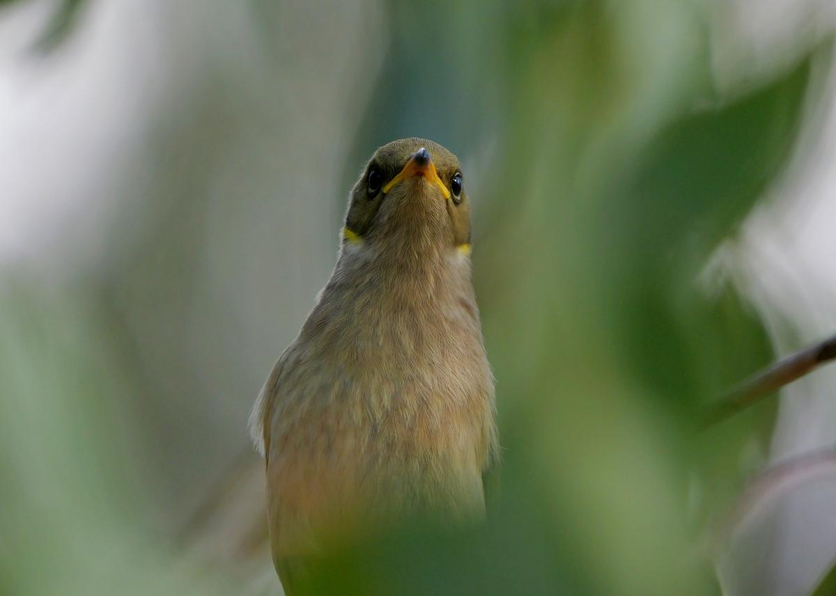 P1145608a.JPG