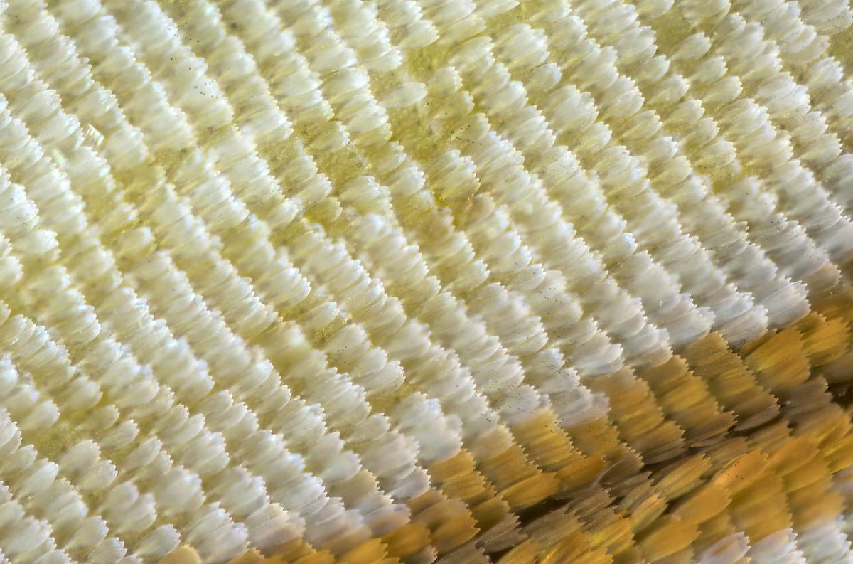 Stack18-200mmP12M11.jpg