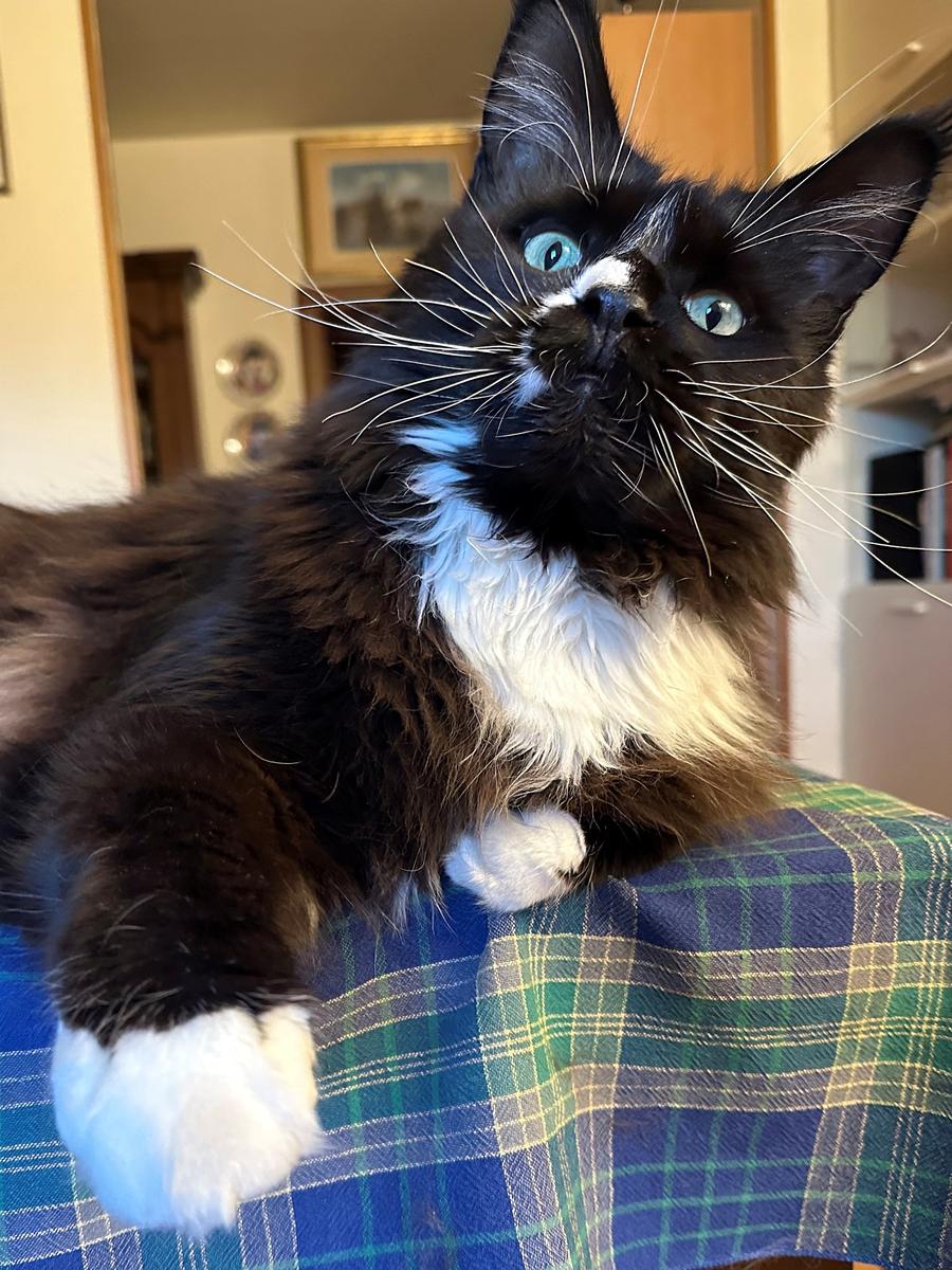 micio0000_2.jpg