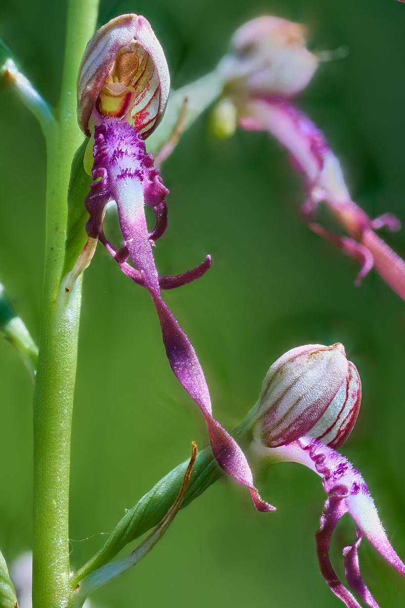 2026-05-25 07-25-10 (C,S1)rev.jpg