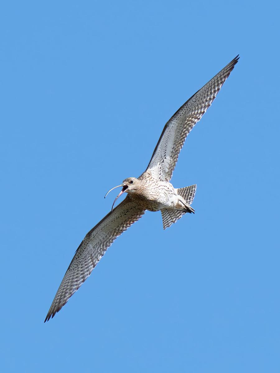DSC_5813.jpg