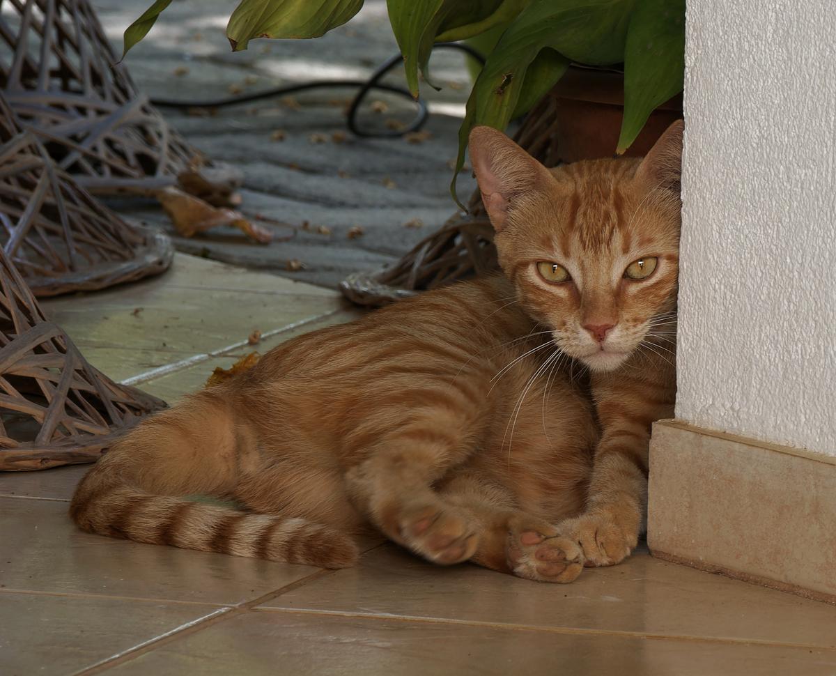 Cryptic kitty