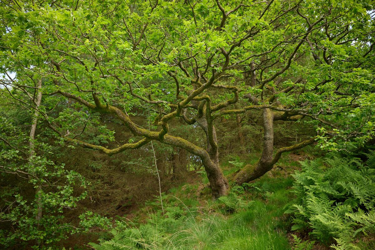 DSC_5477.jpg