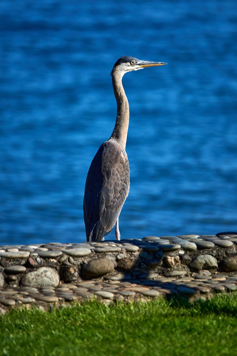 backyard-heron-small.jpg