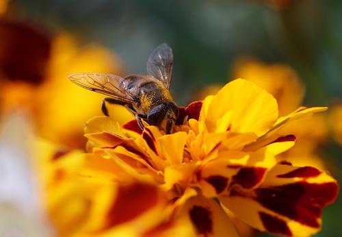 Hoverfly.jpg