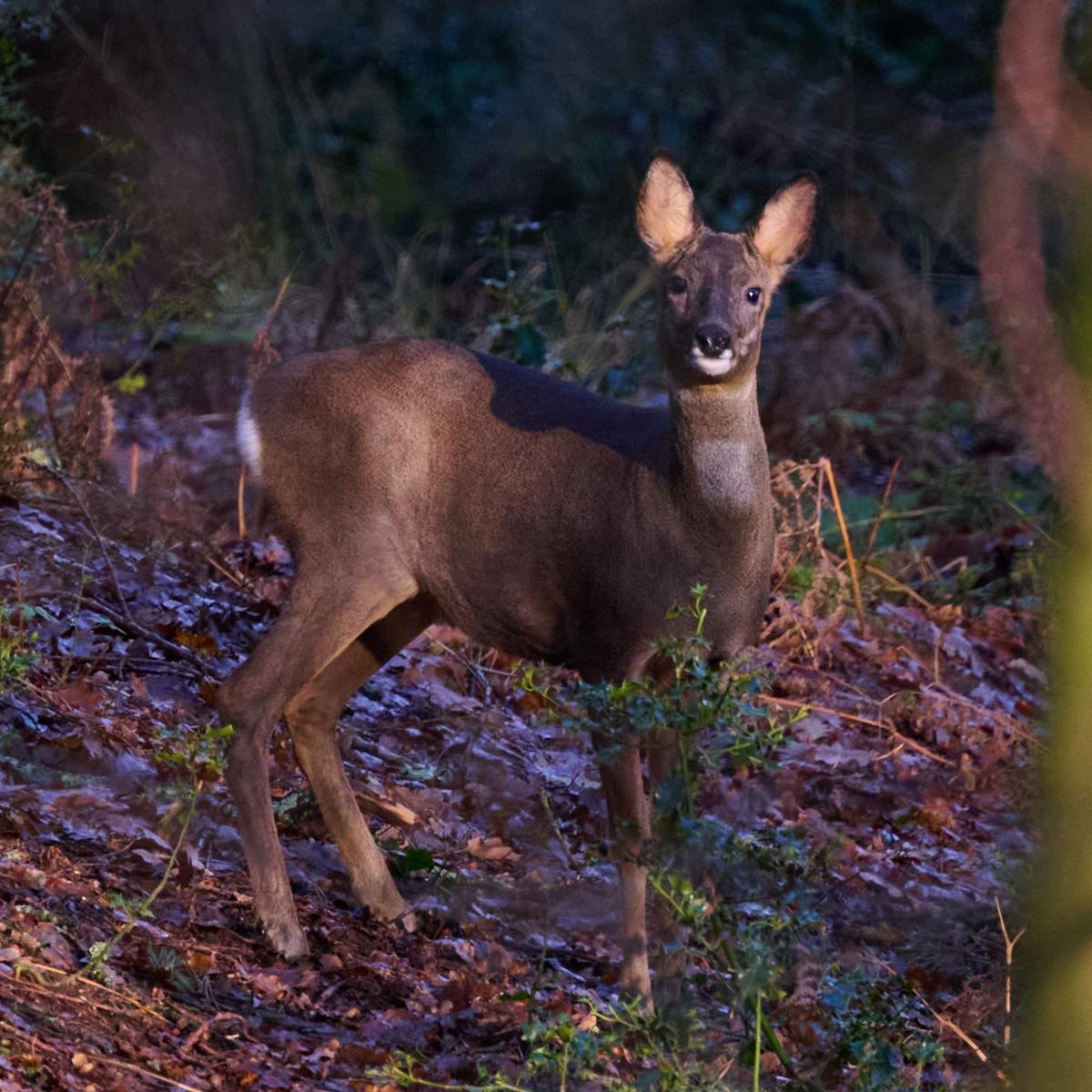 DSC_9728.jpg