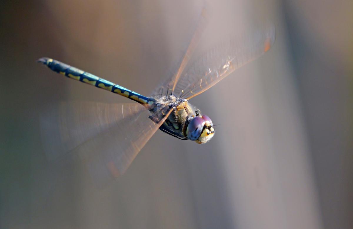 P1201165a.JPG