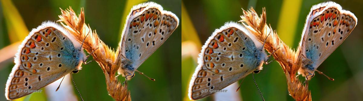 butterflies.jpg