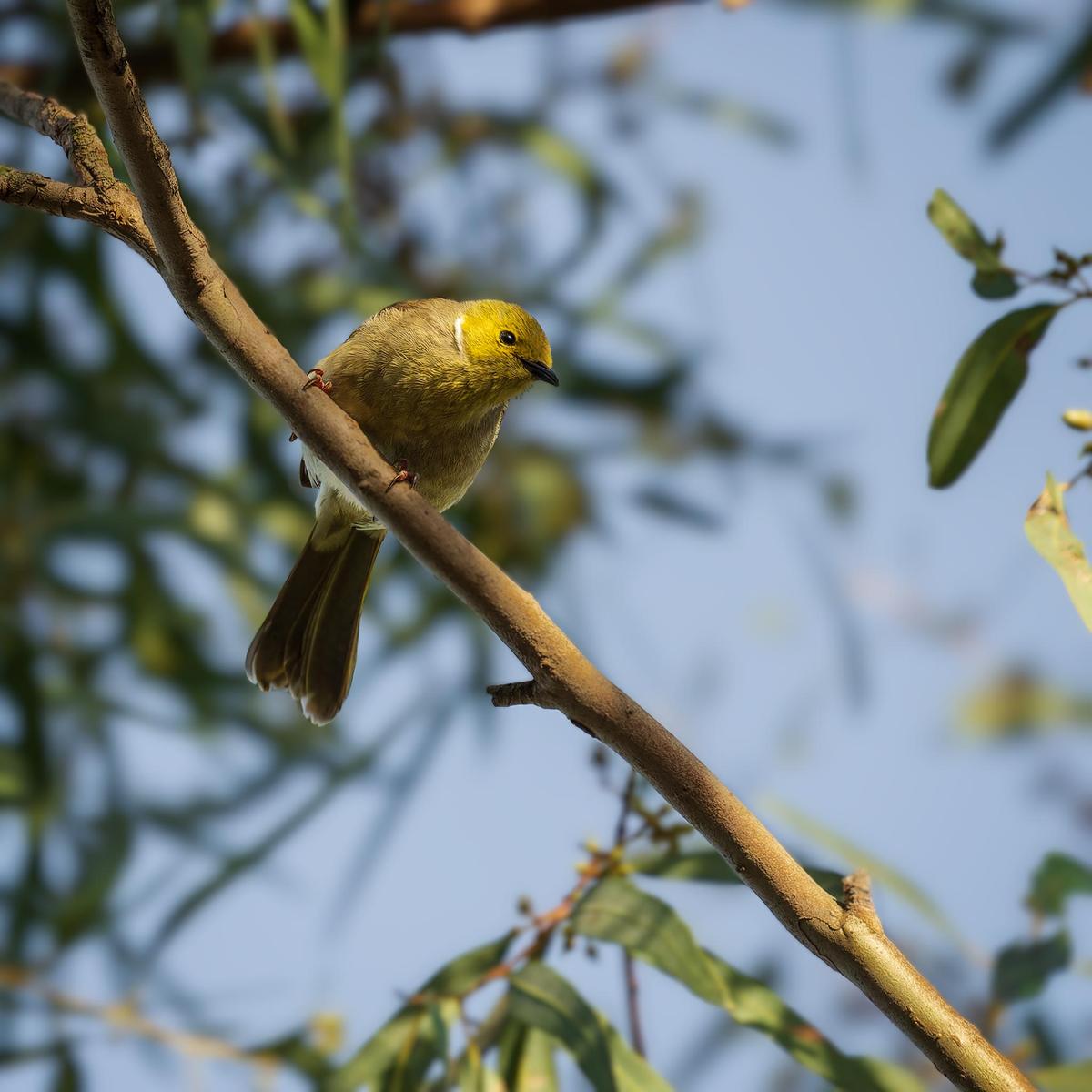 _7RV7755_White_Plumed_Honeyeater.jpg