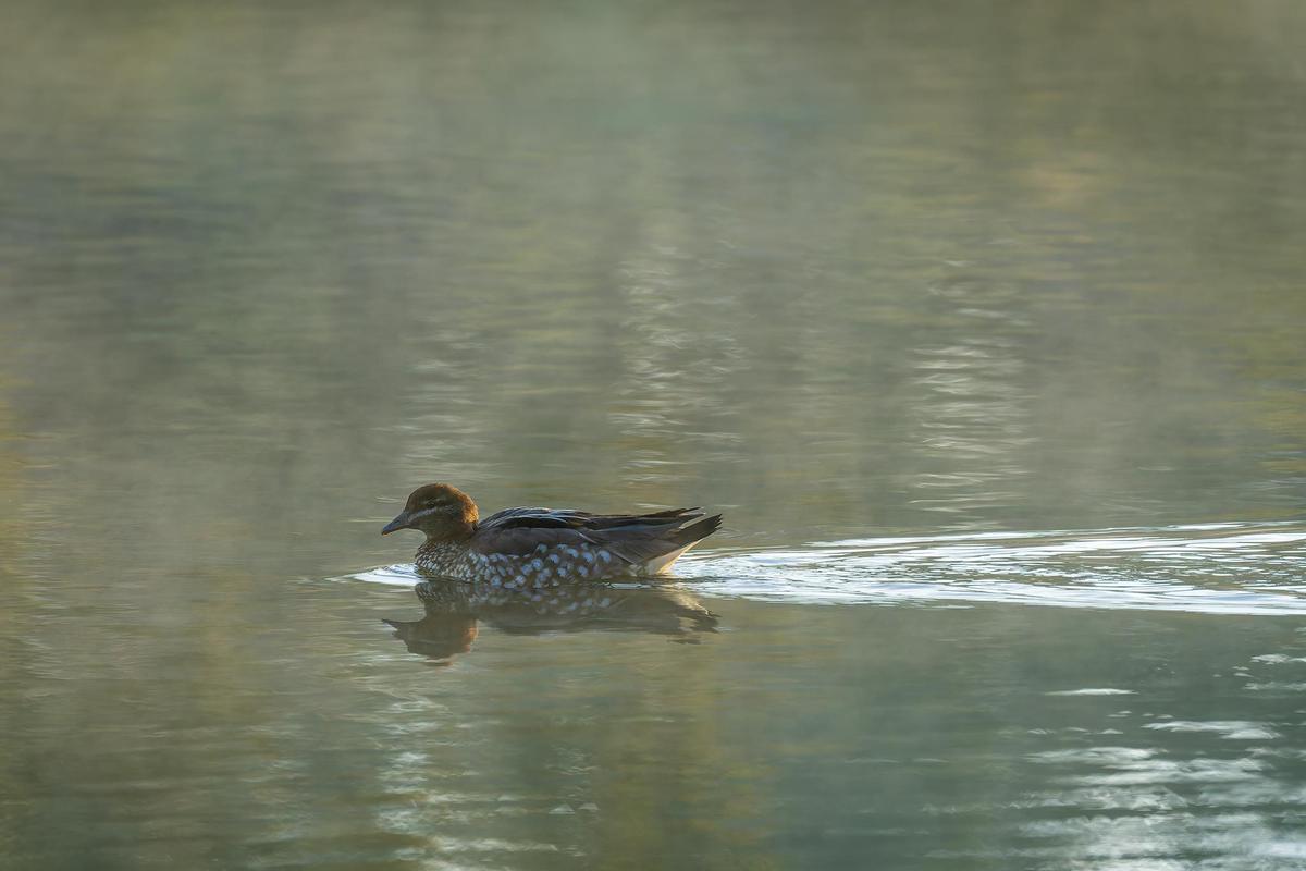 _7RV7703_Maned_Duck_Hen.jpg