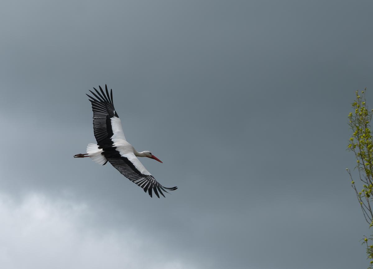 EBHJ0265-1_Superlarge.jpg