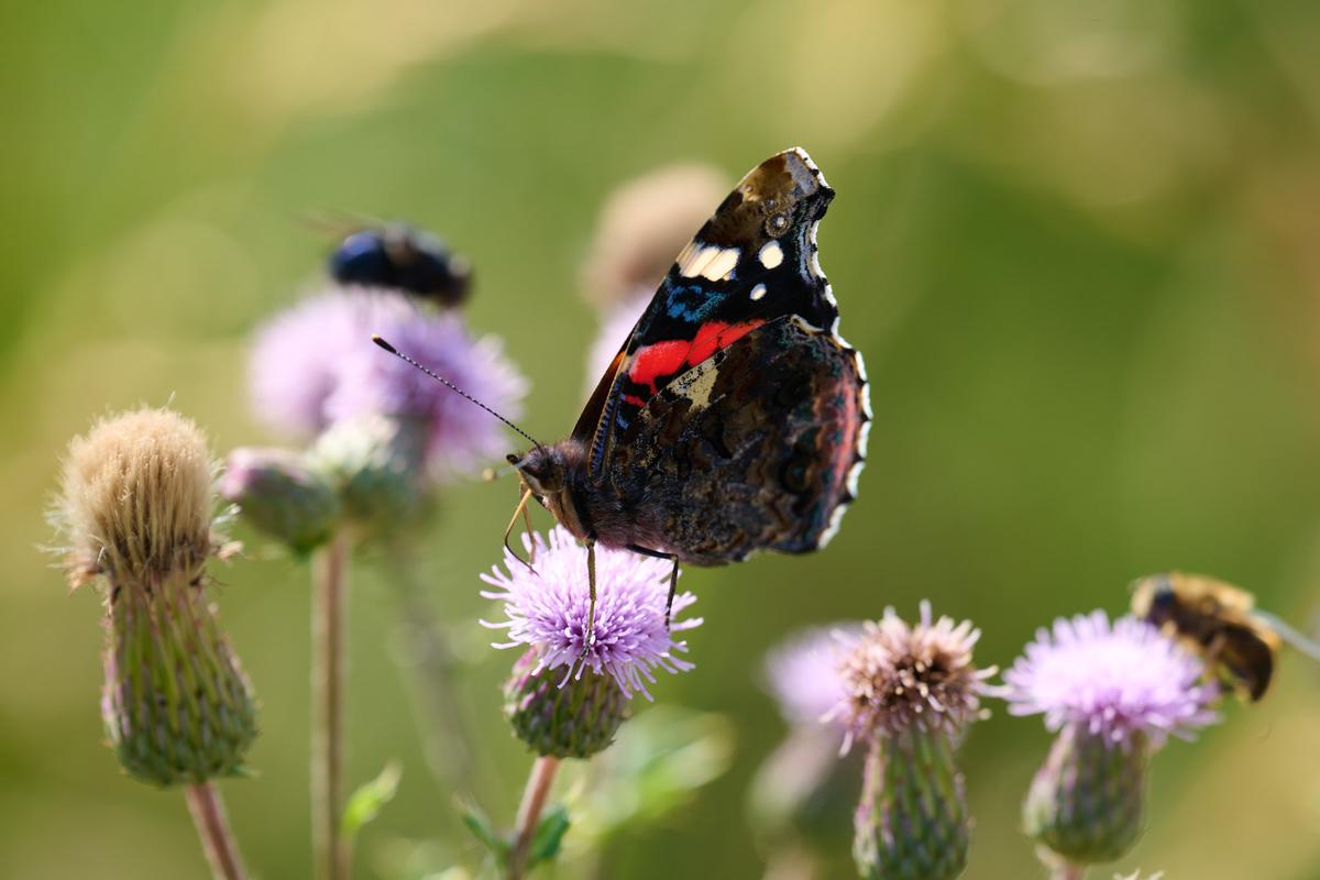 DSC_7206.jpg