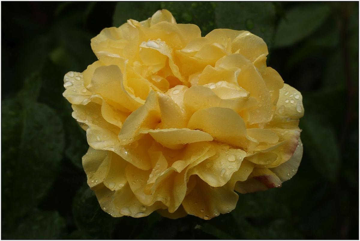 Resized-DPR11.jpg