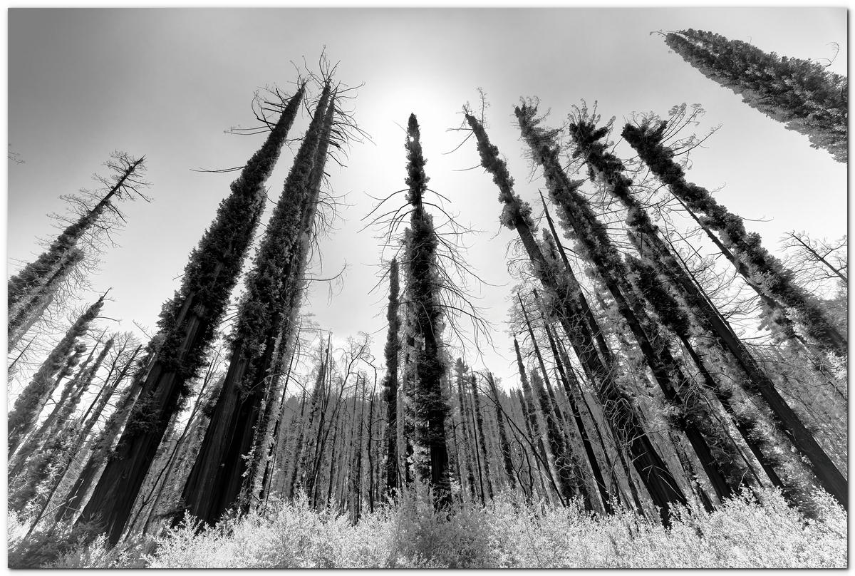 Trees in snow.jpg