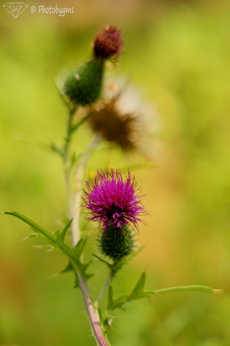 62B_8857.jpg