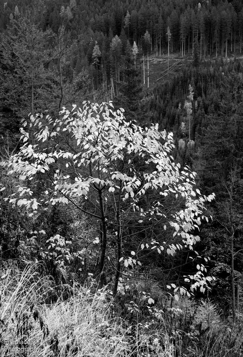 DSC_1815 d 3.JPG