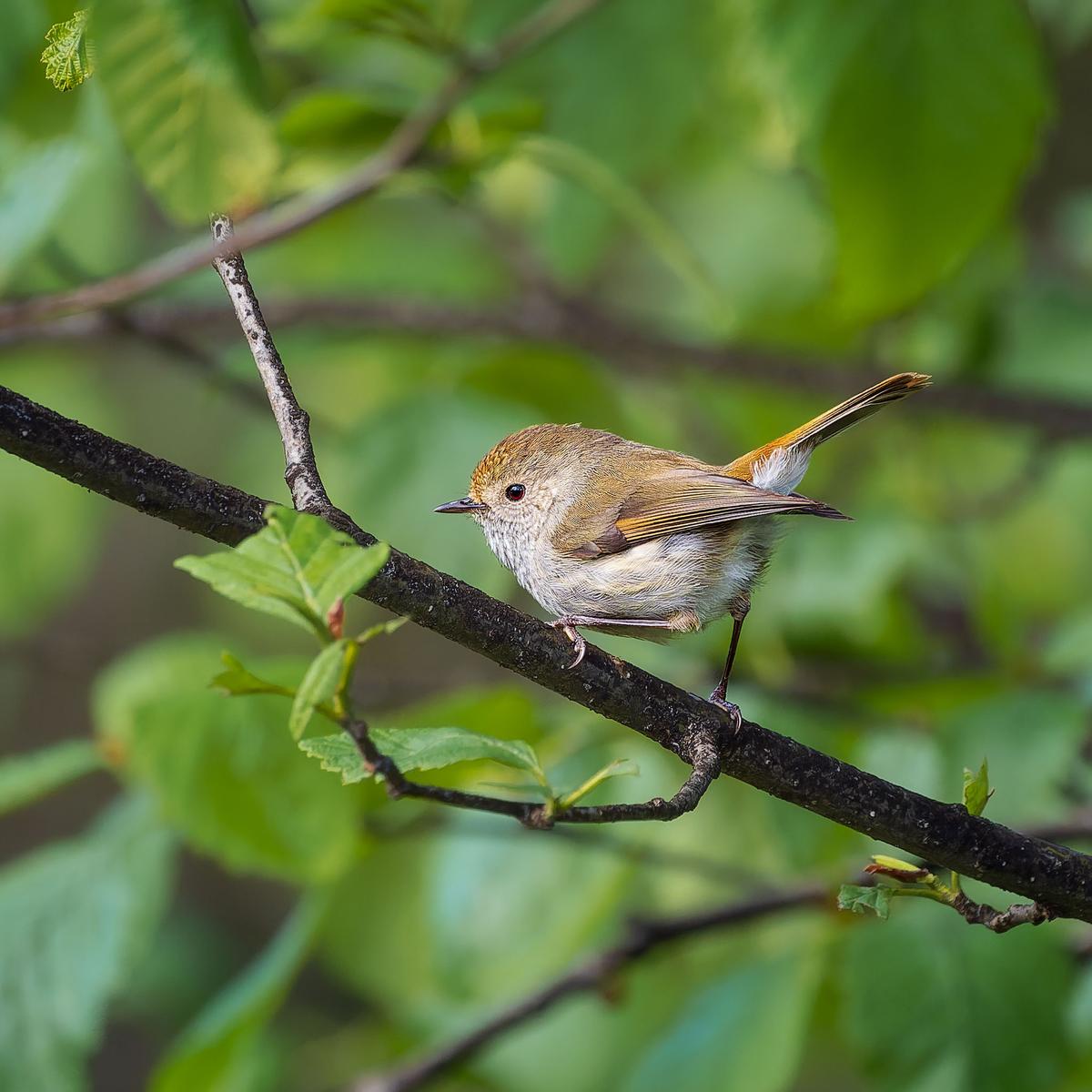 _7RV6616_Tasmanian_Scrubwren.jpg