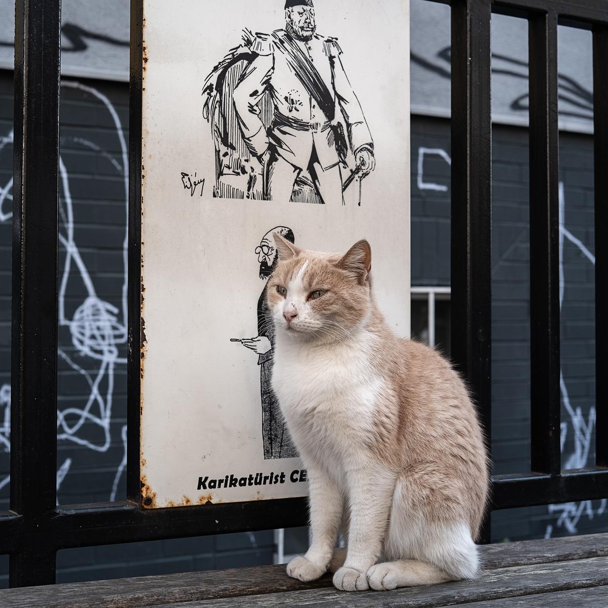 Street Cats of Istanbul