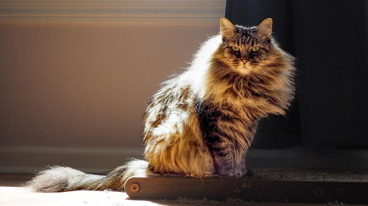 Mistress of the house.jpg