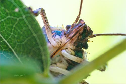 Stink Bug-2.jpg