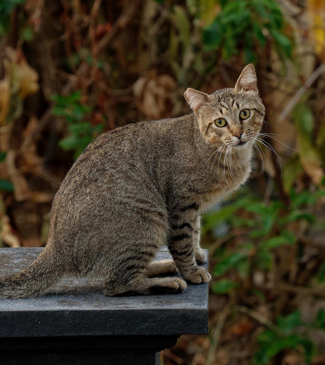 The Felines of Costa Rica