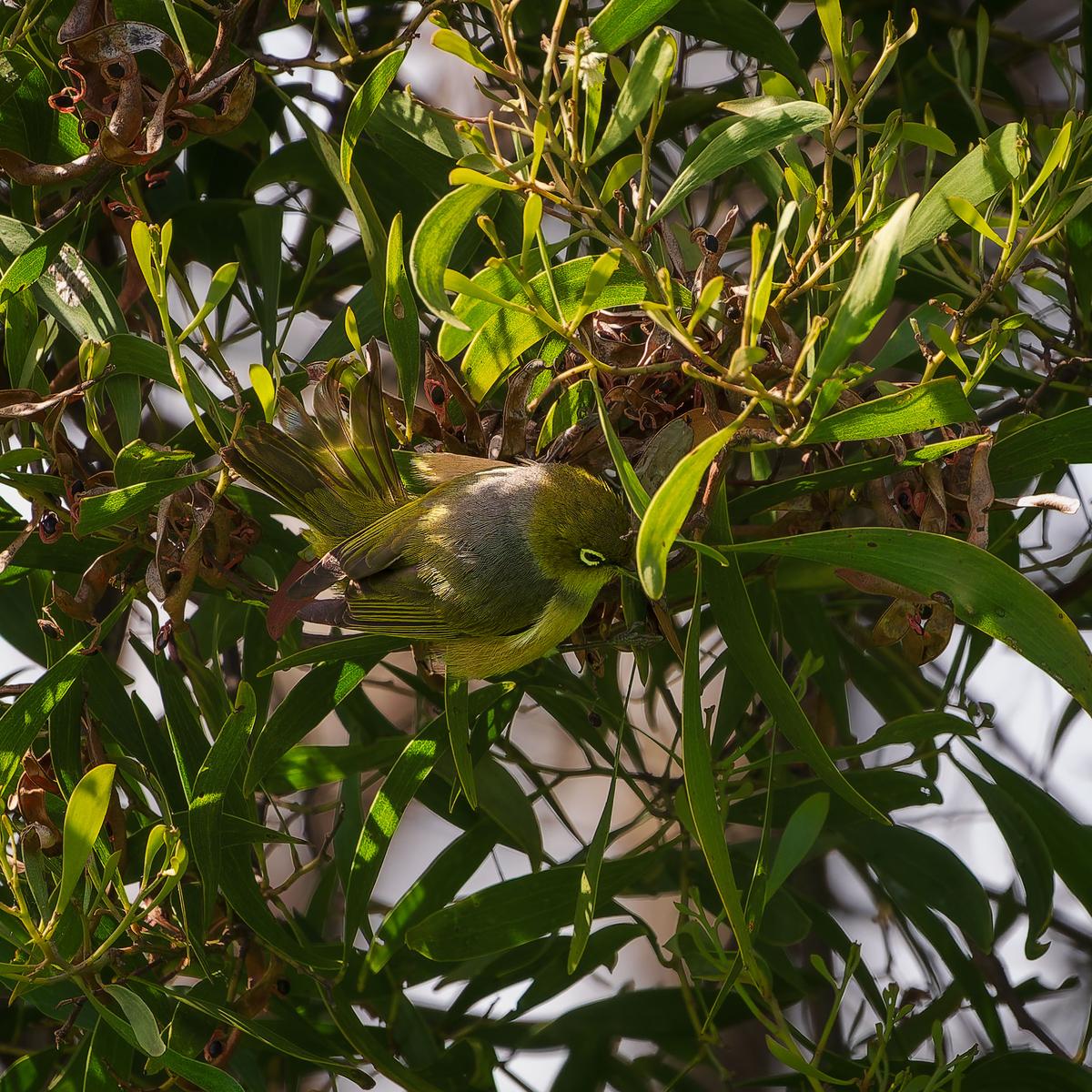 _7RV6631_Silver_Eye.jpg
