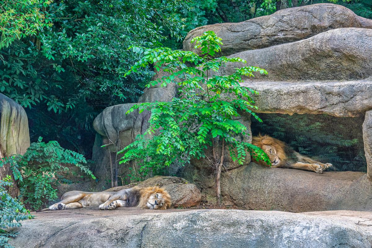 Atlanta Zoo 20260612-281.jpg