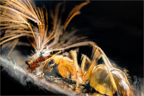 crazy ant web.jpg