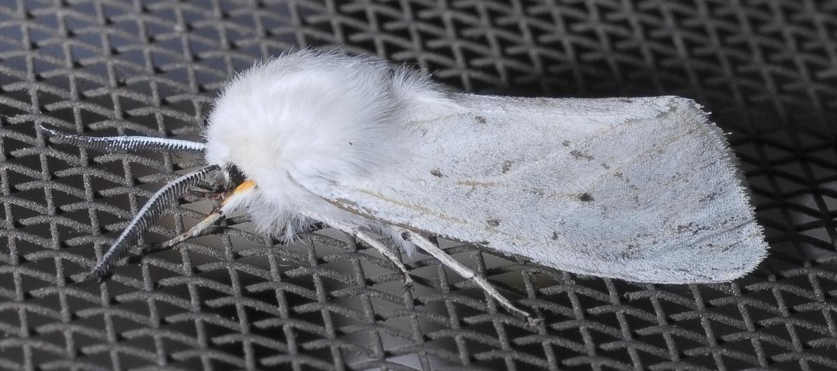 whiteMoth1512x672.jpg