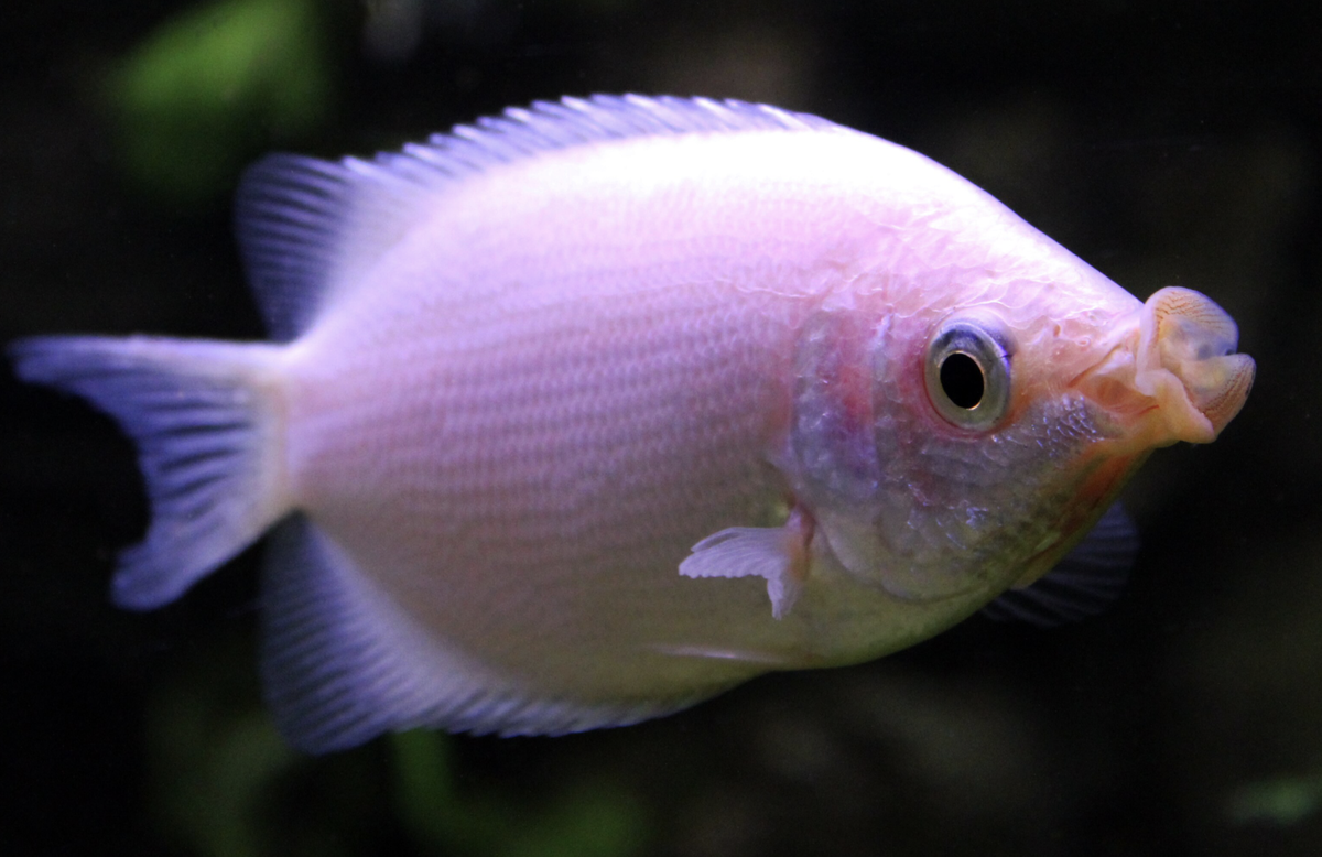 Kissing Gourami.png