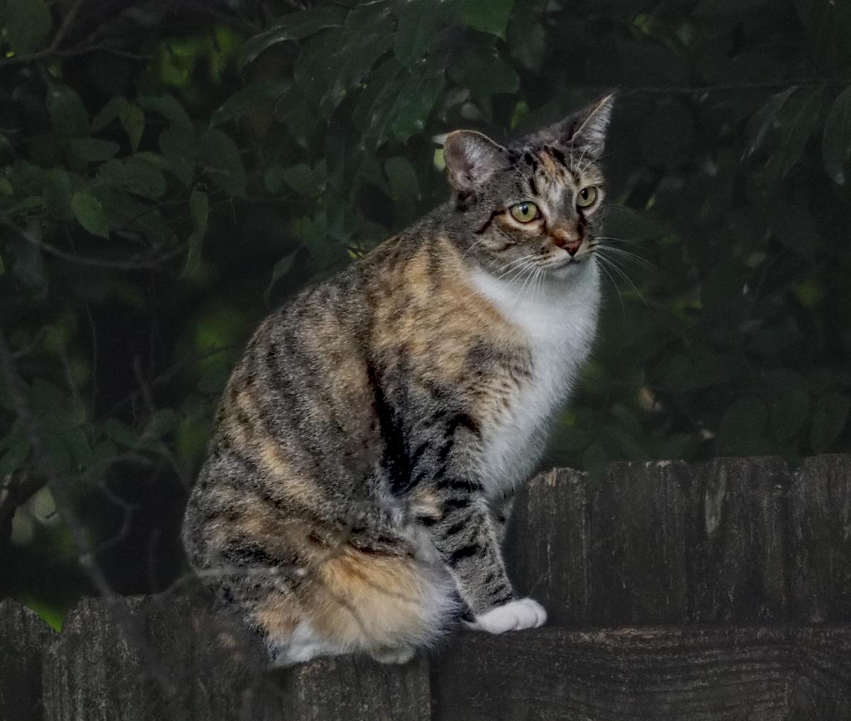 Cleo.jpg