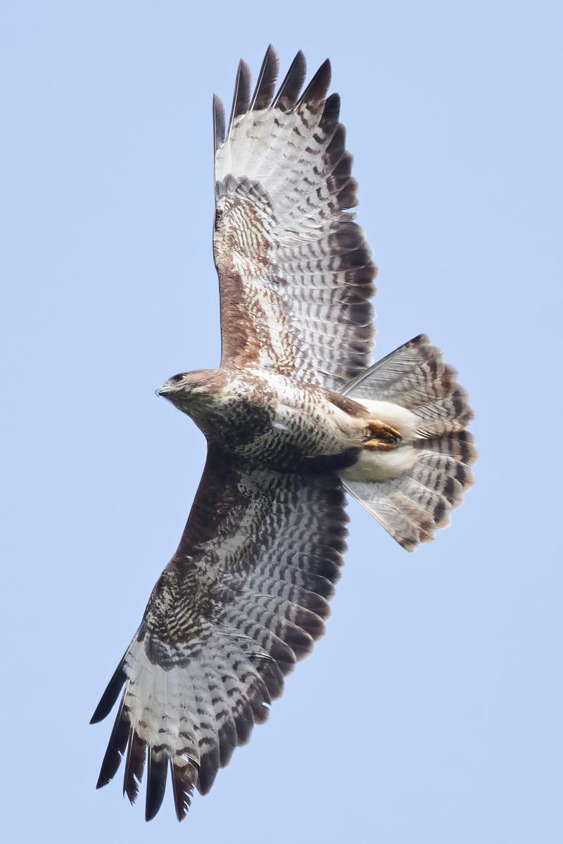 DSC_3619.jpg