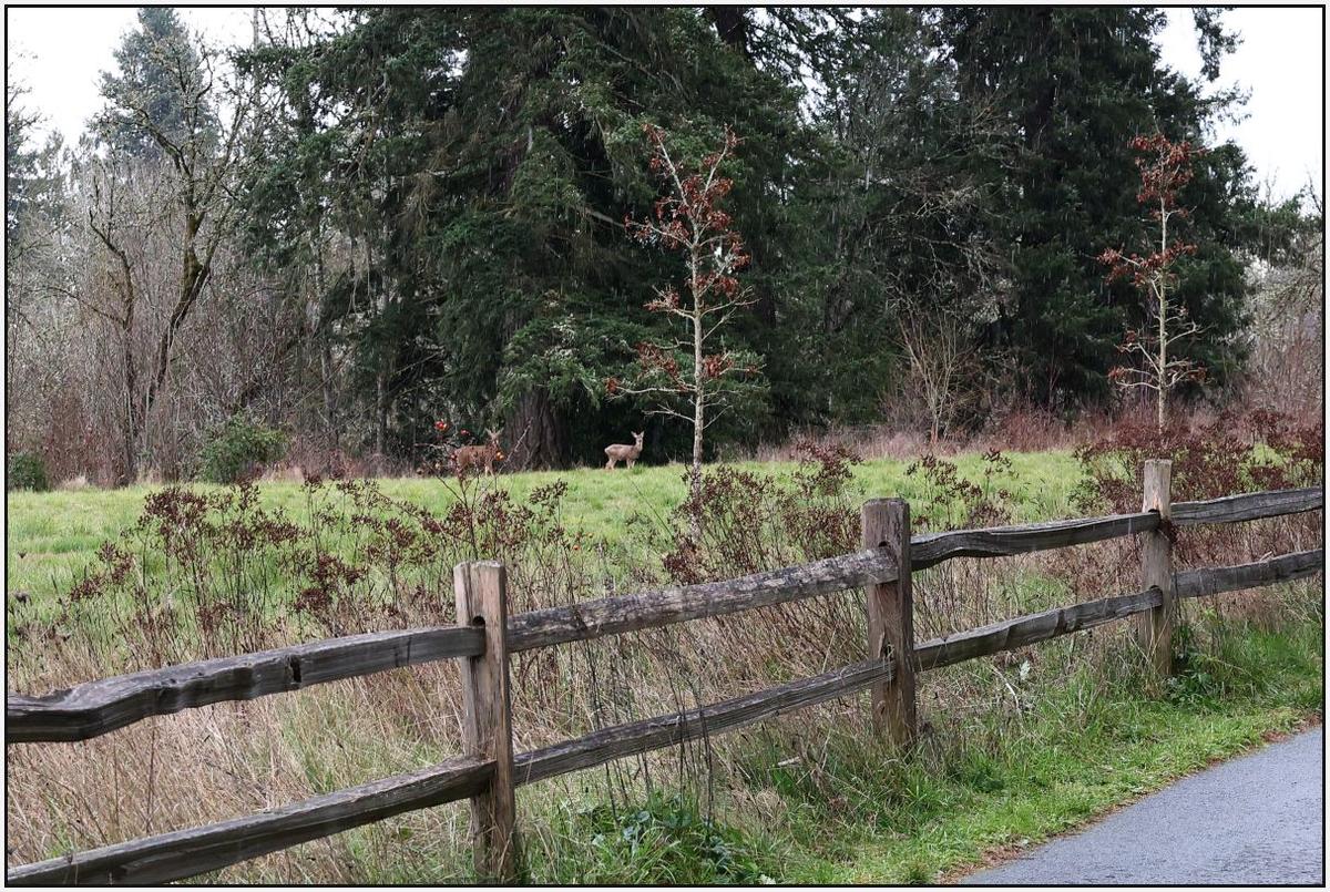 ResizedR8-Deer.jpg