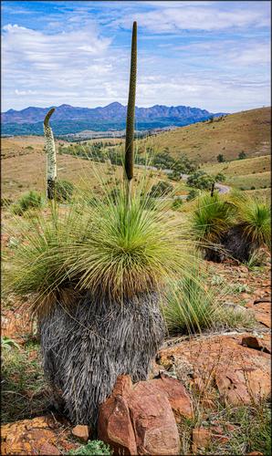 Grass Tree. Flinders Ranges.jpg