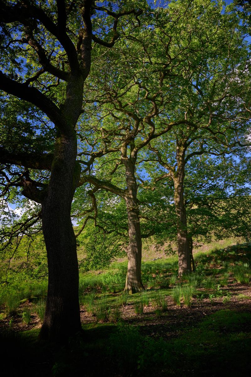 DSC_5950.jpg