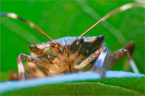 Stink Bug-1.jpg