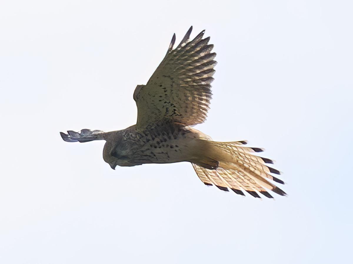 DSC_9404.jpg