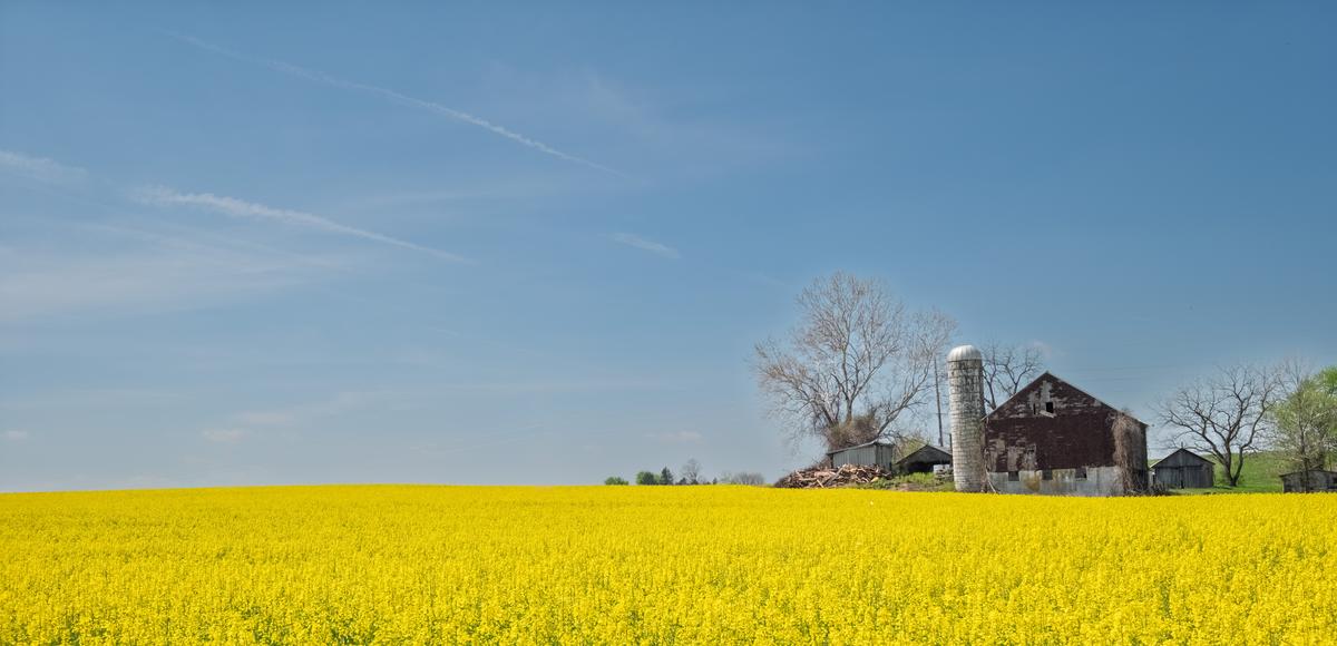 Yellow Farm Field.jpg